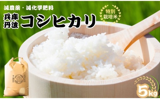 特別栽培米　丹波コシヒカリ　5kg　減農薬 こしひかり 米 こめ コメ お米