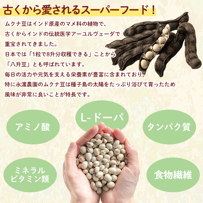 n427 数量限定！種子島産 ムクナ豆(100g) 国産 八升豆 ハッショウマメ 豆 マメ 自然栽培 野菜 【永濱農園】