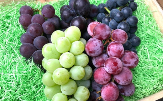 ＜予約受付開始！＞シャインマスカット入り！家庭用 ぶどう 詰め合わせセット 4パック入り 【747】