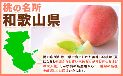 【2026年出荷分先行予約】あふれる果汁で口いっぱい!甘くてジューシーな桃 和歌山県産 紀の里の桃 約2kg (6〜8玉) 《2026年6月中旬-8月中旬頃出荷》 紀の里の桃 送料無料 6〜8玉入り