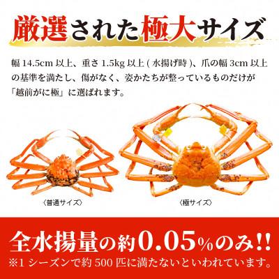 ふるさと納税 越前町 ≪浜茹で≫ 越前がに 極 × 1杯【12月発送分】 |  | 02