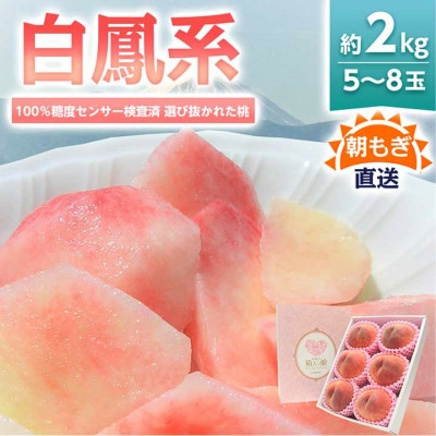 
            桃 『白鳳系』 約2kg 5～8玉 朝もぎ直送! 選び抜かれた桃【1275881】
          