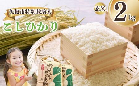 矢板市特別栽培米 こしひかり 玄米 2kg | お米 米 こめ 白米 玄米 にじのきらめき コシヒカリ こしひかり 美味しい お弁当 選べる エコ スマート 環境 手間暇 土づくり  ふるさと 納税 栃木県 矢板市