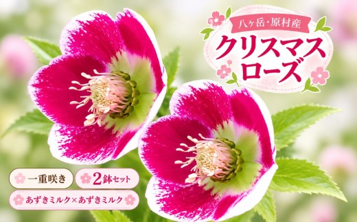 八ヶ岳・原村産　クリスマスローズ（一重咲き）2鉢セット 【あずきミルク×あずきミルク】 | クリスマスローズ 花苗 鉢植え 鉢花 信州 八ヶ岳 長野県 諏訪郡 原村