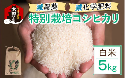 【先行予約】【令和6年産 新米】減農薬・減化学肥料の特別栽培コシヒカリ 白米 5kg 農家直送 福井県大野市産