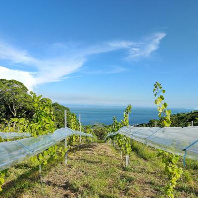 ふるさと納税 淡路市 島薫るBlanc 2025 -デラウエアペティアン-　750ml 微発泡白ワイン　ad02002 |  | 03