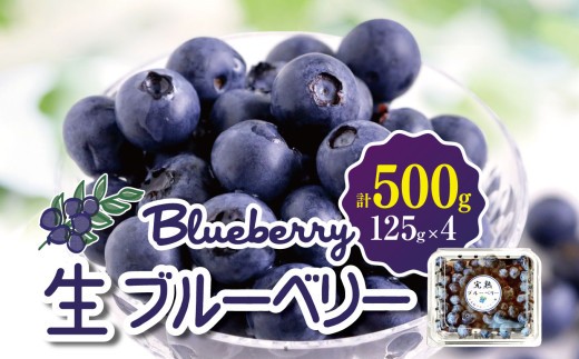 
                  生ブルーベリー　500g│信州  生ブルーベリー 新鮮 フルーツ 大きい 甘い 美味しい 特別 松本 ふるさと納税 上高地
                