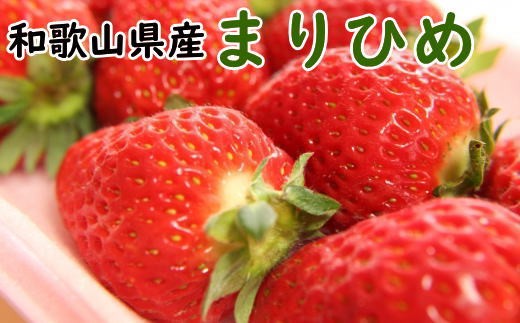 【2027年4月より順次発送】和歌山県産ブランドいちご「まりひめ」約300g×2パック入り ※2027年4月上旬～2027年4月下旬頃順次発送予定（お届け日指定不可）【tec965A-4】