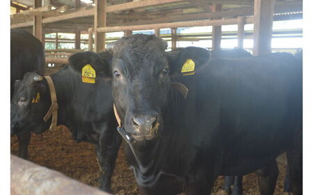 土佐黒牛 焼肉用（モモ肉）約400g / 贈答用 黒牛 土佐 土佐和牛 和牛 牛 肉 お肉 モモ肉 焼肉 食品 冷凍 高知 【高知県食肉センター株式会社】[ATFC033]