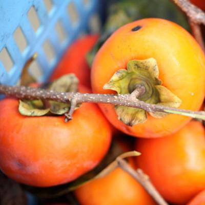 ふるさと納税 高野町 和歌山産富有柿ご家庭用約7.5kgサイズおまかせ【高野町】 |  | 02