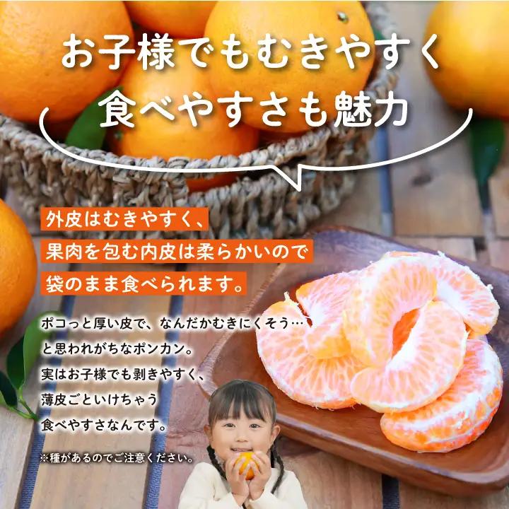 《 先行予約 》種子島産 ポンカン 約10kg （約60玉）【12月中旬頃～1月中旬頃順次発送 】【南種子町果樹部会】