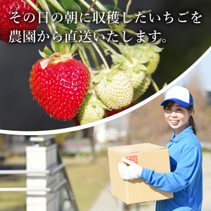 【2027年1月より順次発送】 いちご さちのか 約1.6kg (約200g×8パック) いちご