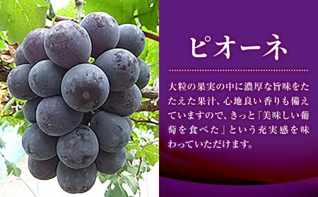 特選 大粒 ぶどう 2種 セット 約1.2kg ( 2房 ) シャインマスカット ＋ ピオーネ or クイーンニーナ 株式会社日本植生グループ本社 NISSHOKU FARM《9月下旬-12月末頃出荷