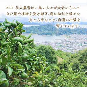 【4月中旬より発送】カラマンダリン 10kg | 数量選択可 みかん ミカン 蜜柑 柑橘 数量限定 愛媛県産 松山市 中島 低農薬 愛媛 ふるさと納税【NO038】
