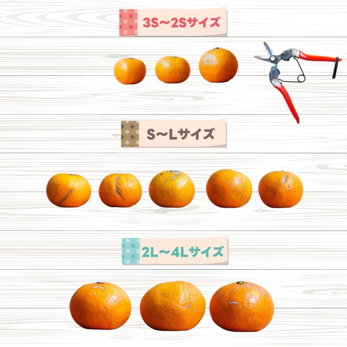 訳あり ご家庭用 農家直送 有田みかん 5kg サイズ混合 光センサー選別 ＜※11月中旬～翌年1月中旬に順次発送予定＞ ※北海道・沖縄・離島への配送不可 / 温州みかん みかん 訳あり わけあり 家
