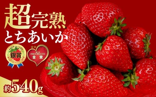 いちご 選手権金賞農園の 厳選&完熟&朝摘み とちあいか レギュラーサイズ 約270g × 2パック 合計 約540g【3月以降発送】 | いちご イチゴ 苺 とちあいか 第1回いちご選手権金賞 ブランドいちご ストロベリー 完熟 果物 フルーツ くだもの 旬 産地直送 栃木県産 鈴木ファーム 栃木県 茂木町