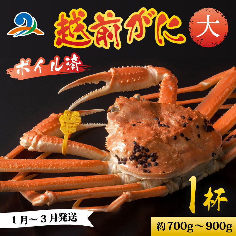【ふるさと納税】【先行予約】越前港より直送！ 越前がに 大 (約700g～900g) 1杯 ※発送前に在宅確認の電話連絡をいたします!【1月～3月順次発送予定】 / 雄 ズワイガニ 　ズワイ蟹 越前ガニ ボイル 冷蔵 ご自宅用 カニ しゃぶしゃぶ 海鮮 鍋　国産 南越前町 送料無料