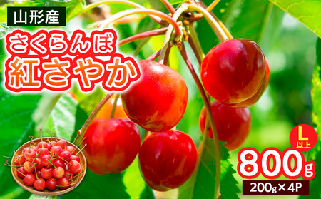 さくらんぼ 紅さやか Lサイズ以上 800g(200g×4パック)【令和8年産先行予約】FS25-063