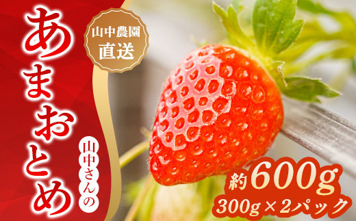 先行予約受付中 山中さんの「いちご」 ( あまおとめ 2パック ) 苺 イチゴ 高知県産 600g