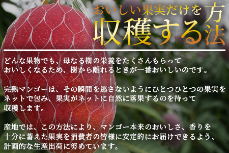 ＜先行予約 【期間数量限定】2025年5月発送 宮崎県産完熟マンゴー2L 1玉＞(1玉入・階級2L)【MI516-yk】【みまたんよかもん協同組合】