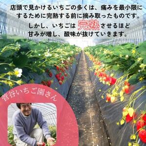 【茨城県産】菅谷いちご園の完熟いちご『いちごっ子』 3Lサイズ 11粒×4パック【配送不可地域：離島・北海道・沖縄県・中国・四国・九州】【1702239】