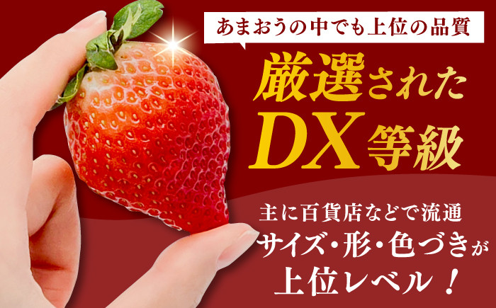 果物 あまおうDX等級。いちご イチゴ 苺