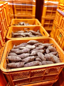 【ふるなびWEEK対象】生芋　10kg　S～Lサイズ混合　1箱 いも長 ｜ さつまいも いも 生いも 紅はるか 国産 ※離島への配送不可 ※2025年12月下旬頃より順次発送予定