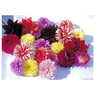 ふるさと納税 川西町 ダリア切花　大輪〜超巨大輪(約24cm〜30cm前後)5〜10本　8月下旬〜11月上旬出荷予定
