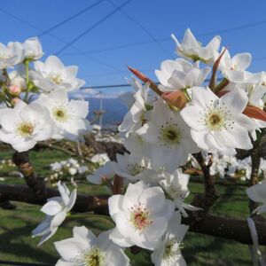 【南信州産】南水梨5kg 12～14玉入り