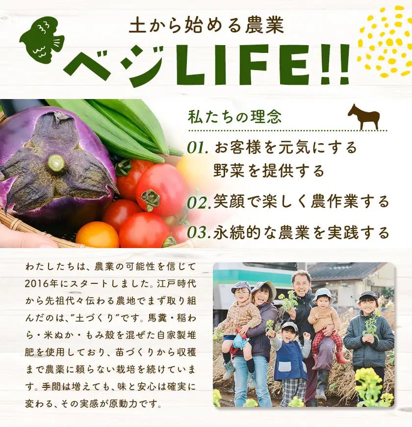 野菜 旬の野菜セット Sサイズ 約6～7種 ベジLIFE!! 【配送不可地域あり】（沖縄・離島）
