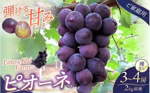 【2025年先行予約】【ご家庭用】 岡山の『ニューピオーネ』 3房～４房  (2kg前後 化粧箱入) Lino＆Kai Farm 【2025年9月中旬～順次発送】 / 朝採れ ぶどう 岡山  真庭市 
