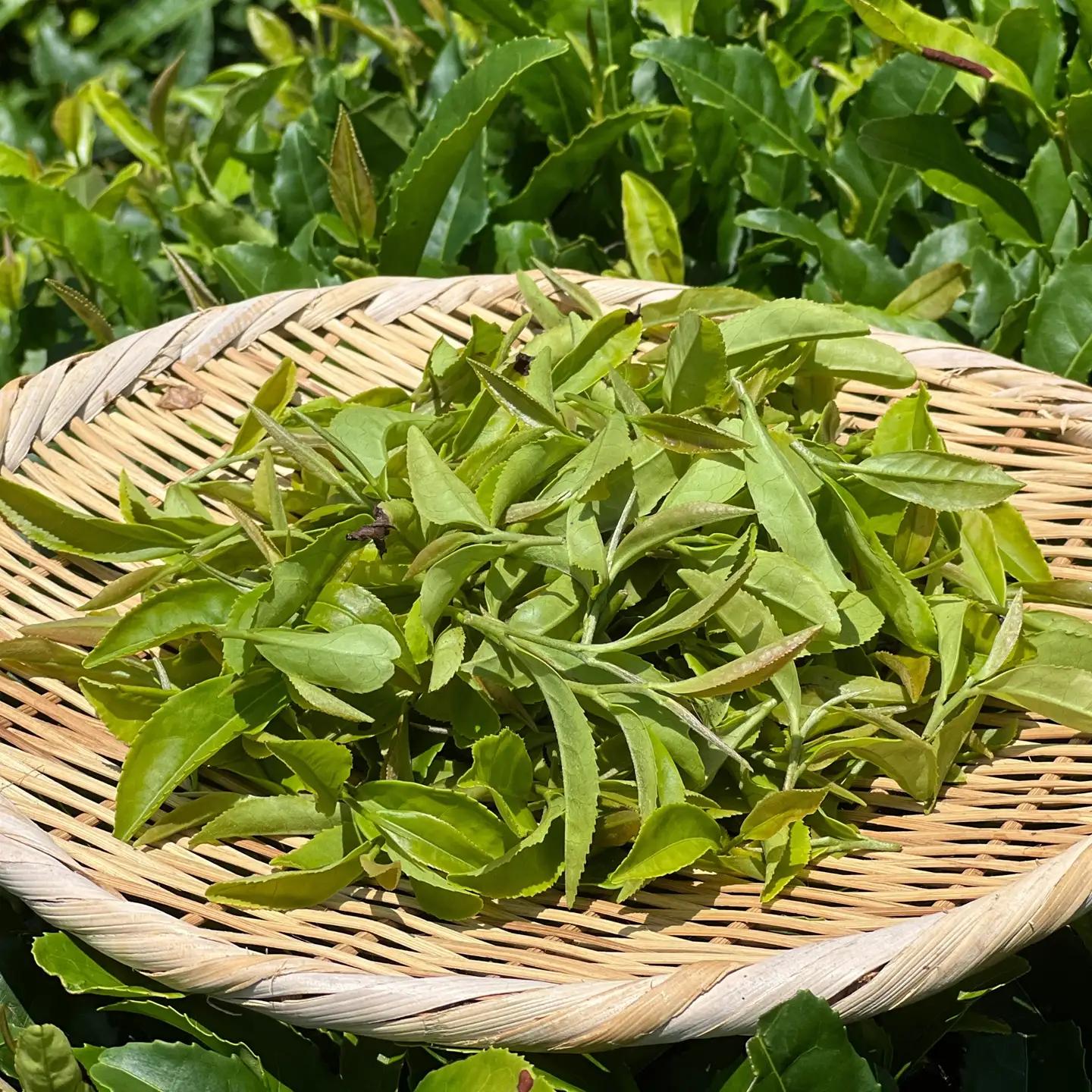 【３個セット】水源の森で育った自然栽培茶　竜集粉末茶【 茶 お茶 茶葉 美味しい神奈川県 山北町 】