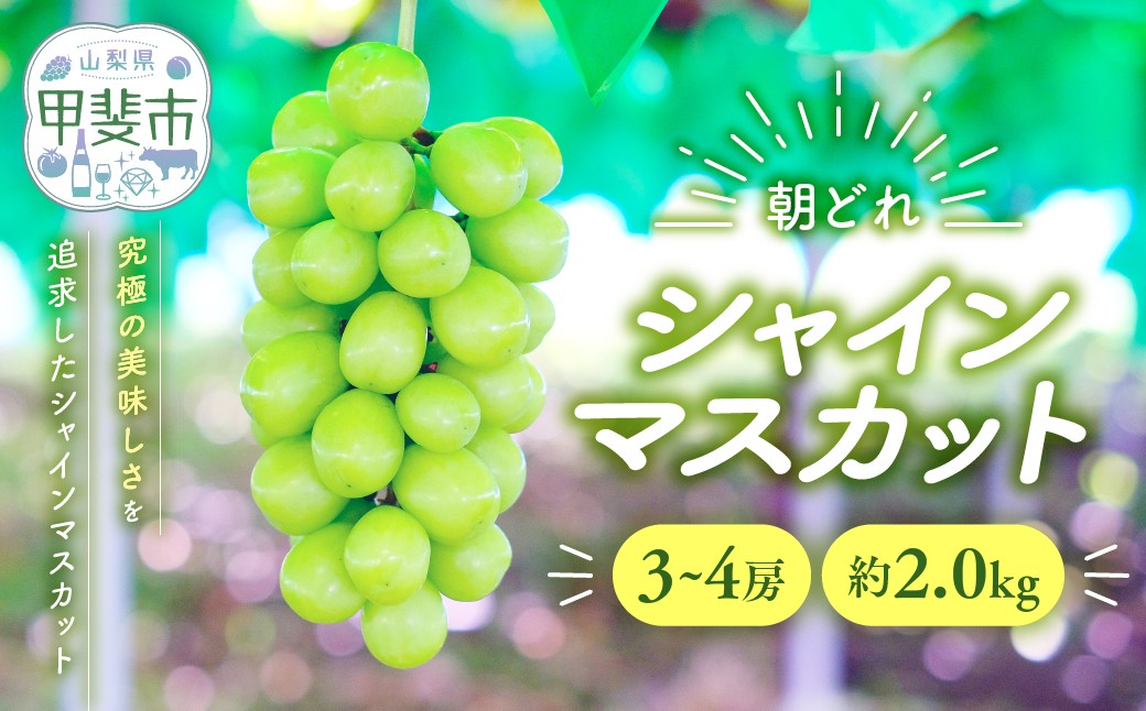 
            【来年（2026年/令和8年）発送＜先行予約＞】シャインマスカット 3～4房 約2kg 先行予約 先行 予約 山梨県産 産地直送 フルーツ 果物 くだもの ぶどう ブドウ 葡萄 シャイン シャインマスカット 新鮮 人気 おすすめ 国産 贈答 ギフト お取り寄せ 朝どれ 甘い 皮ごと 種なし 山梨 甲斐市 AV-3
          
