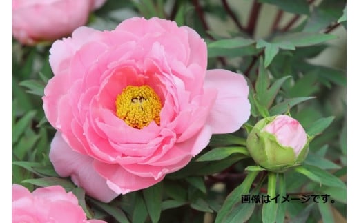 【先行予約】牡丹苗3年物 1鉢（8号鉢）