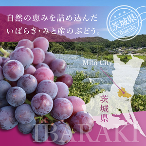 【9月上旬より順次発送】【数量限定】種なし巨峰 約1キロ（2～3房）【巨峰 ブドウ ぶどう フルーツ 果物 くだもの 濃厚 種なし 水戸市 茨城県】（MA-2）