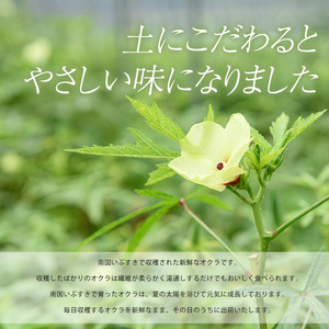 【2026年5月下旬～発送】新鮮オクラ1kg×3袋(アグリスタイル/IB066-005) 野菜 夏野菜 夏 旬 フレッシュ ベジタブル いぶすき 鹿児島