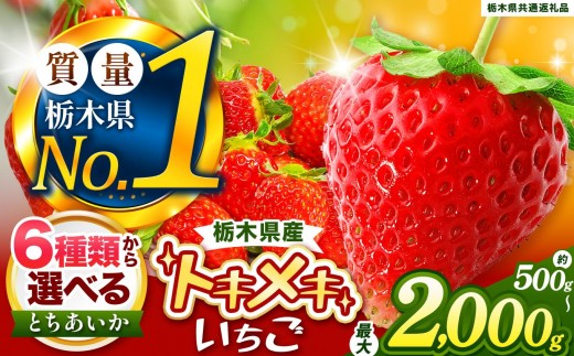 とちあいか３L以上ホール詰め 1kg以上 | いちご とちあいか 大粒 新鮮 甘い 数量 限定 美味しい 果物 共通返礼品 フルーツ デザート 栃木県 送料無料