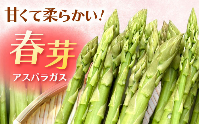こだわりアスパラガス 春芽　約1kg