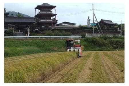 【令和7年産】獅子米 ミルキークイーン 玄米 30kg お米 米 おこめ ブランド米 ミルキー 30キロ 国産 単一原料米 コメ こめ ご飯 銘柄米 茨城県産 茨城 産直 産地直送 農家直送 ごはん