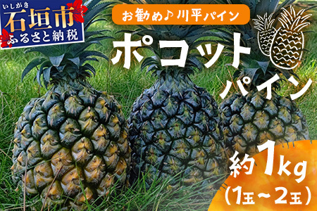 【予約受付】ポコットパイン1ｋｇ（1～2玉）お勧め♪川平パイン《2025年5月～7月頃順次発送》KN-3