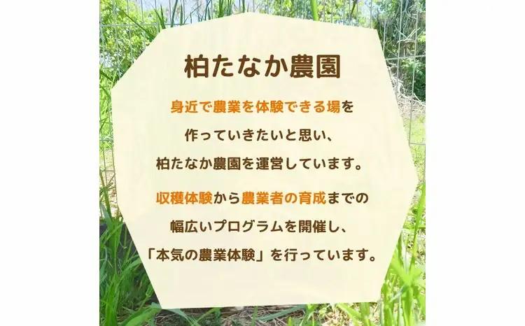 不登校児童生徒の農業体験（5回） 〈 学び 食育 収穫体験 農業体験 体験 収穫 野菜 子供 親子 農作物 ふるさと納税 柏 〉