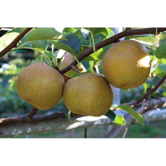 【ふるさと納税】新甘泉梨 3kg箱(約6個～10玉) | 鳥取 梨 なし 新甘泉 期間限定 送料無料 鳥取県 鳥取市