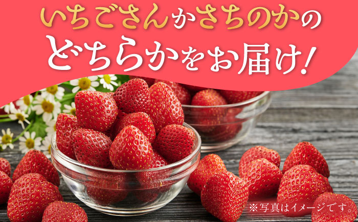 【お歳暮用/熨斗付】 特選濃厚苺30粒 品種:いちごさんorさちのか / 佐賀県 / さかもとさんの畑 [41ABAA017]