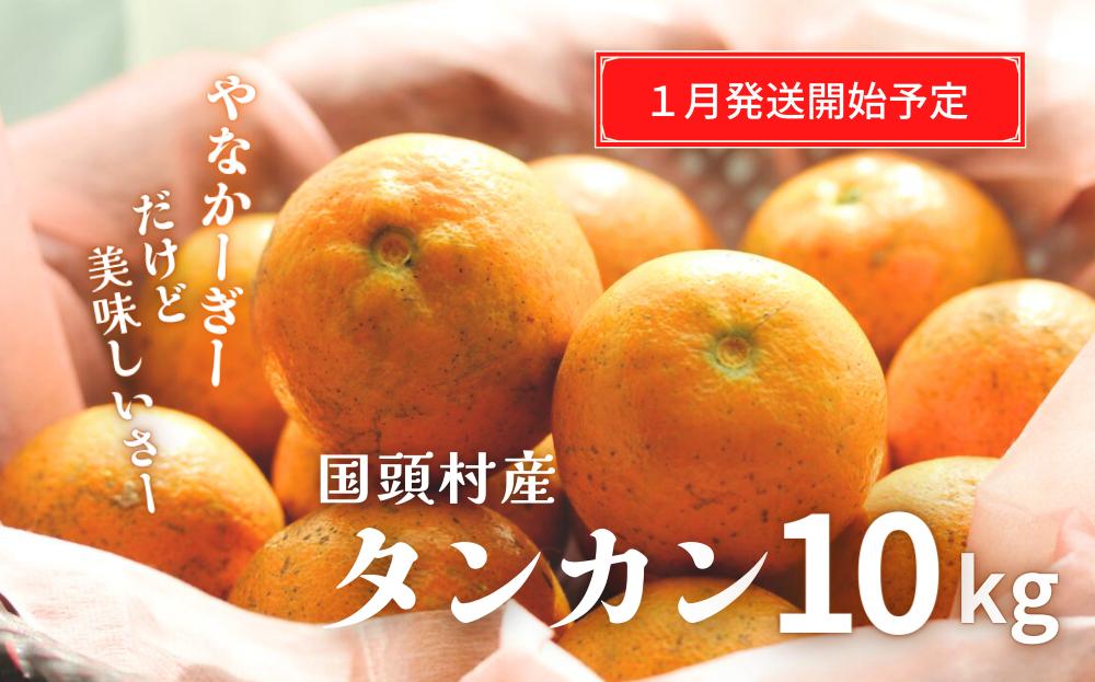 
「道の駅 ゆいゆい国頭」厳選！“やなかーぎー” ほど美味しい⁉ タンカン（10kg）【2025年発送 先行受付】
