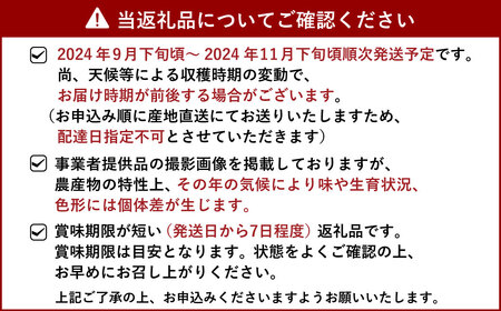 ユーレカ レモン 約5kg 【清水果樹園】【2024年9月下旬から11月下旬発送予定】