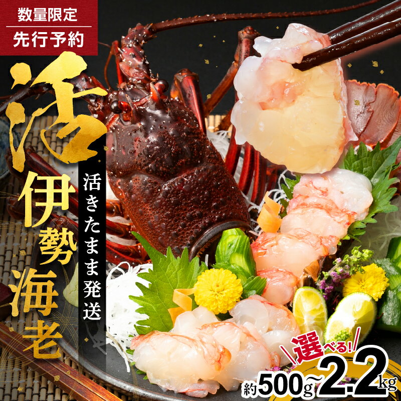 【ふるさと納税】高評価★5.00 文恵丸水産 ＜選べる内容量＞ 熊野灘産活伊勢海老【活きたまま発送！鮮度抜群！味で勝負！】