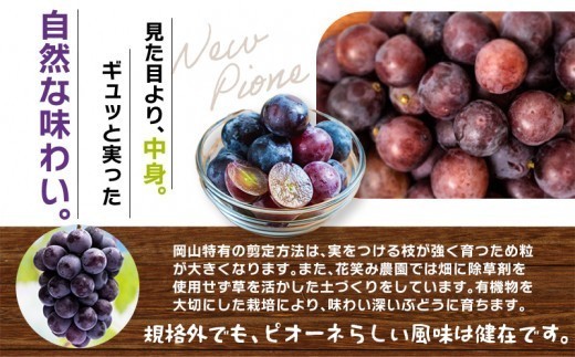 ニューピオーネとは？種なし！濃厚な甘み！皮離れよく食べやすい！