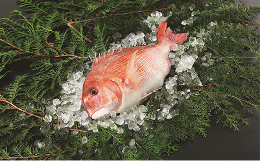 
愛媛県産養殖真鯛フィレ2枚（お頭付き冷凍） [№5557-0075]
