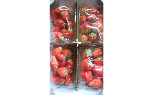 ＜訳あり品＞ 群馬県産オススメいちご 4品種(各220g以上×4パック)【2026年1月4日〜3月31日発送】 小粒 訳あり 群馬県産 いちご 苺 イチゴ 食べ比べ セット 詰合せ 果物 フルーツ 食