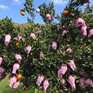 鹿児島県枕崎産 山下農園の濃密こだわりたんかん 4.5Kg　B2-3_果物・フルーツ みかん  ミカン 蜜柑  果物・フルーツ  柑橘 _【配送不可地域：離島】【1167036】